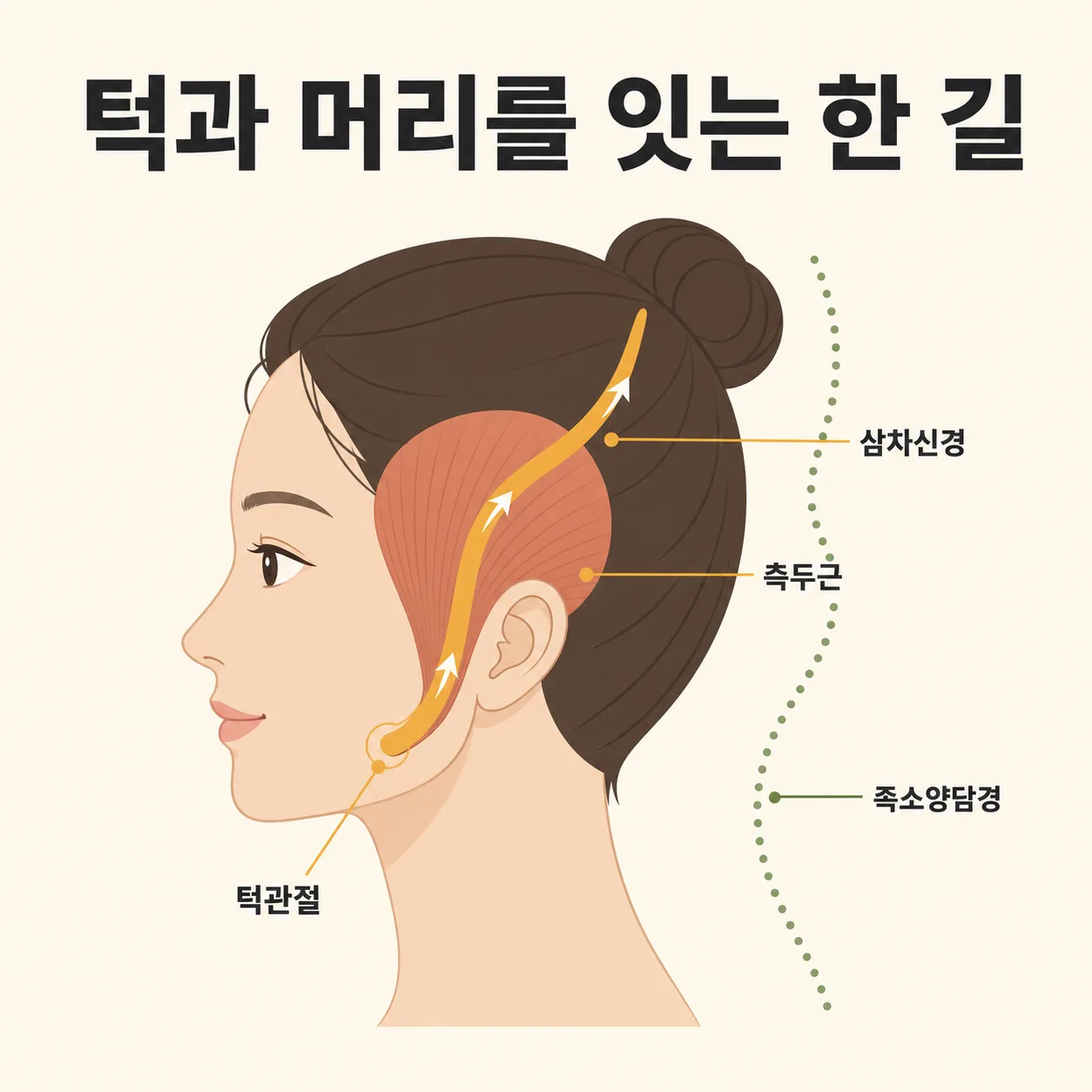 턱과 머리를 잇는 한 길 — 측두근·삼차신경·족소양담경